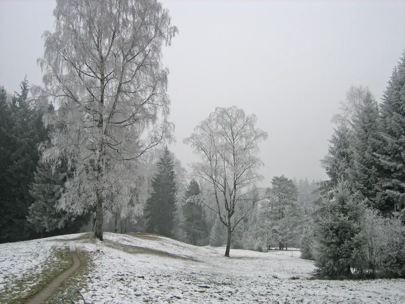 Küssnacht a. Rigi, Schlittenried (26.12.2007)