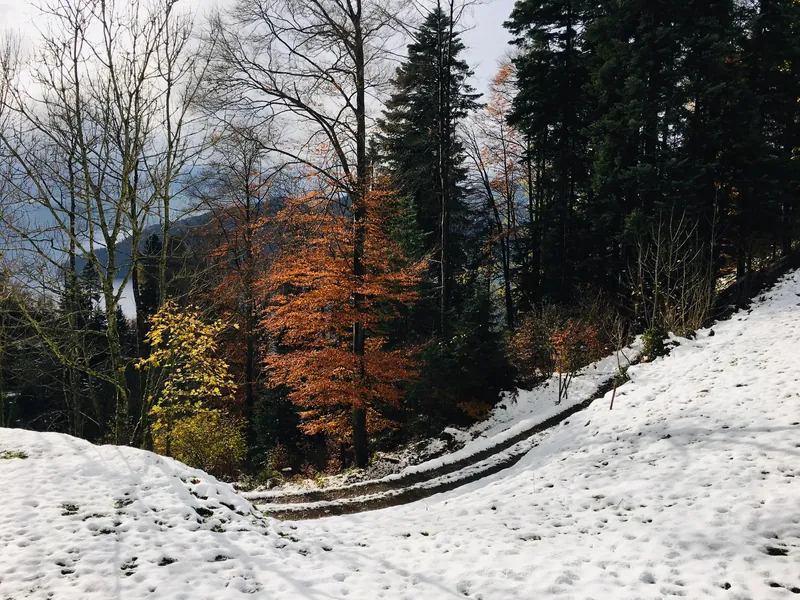 Color and the Snow (2017-11-19 13:35:14)