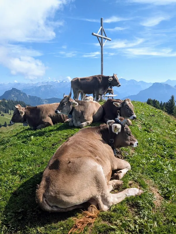 A gaggle of cows (2026-09-12)