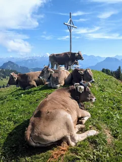 A gaggle of cows (2026-09-12)