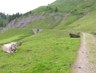 Rigi closed section 2 (2009-07-12)