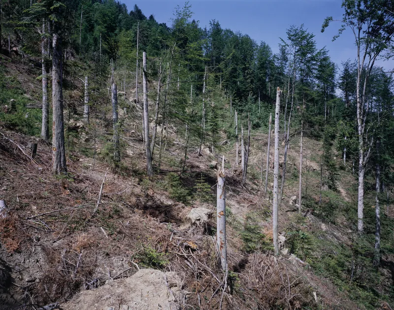 Küssnacht SZ, Rigi-Nordlehne, in the Unter Oberimmense forest above Volgisried (26.05.1993)