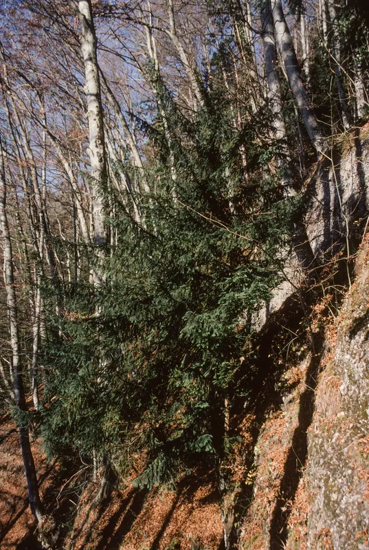 Rigi, yew tree in steep beech forest (2004)