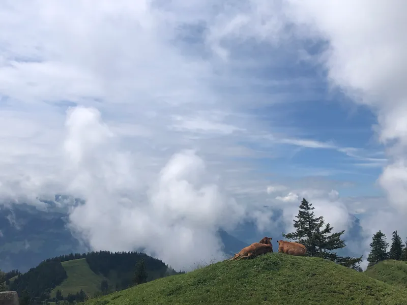 Cows living their life (2020-07-04)