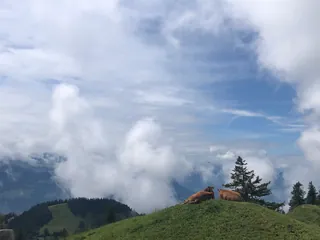 Cows living their life (2020-07-04)