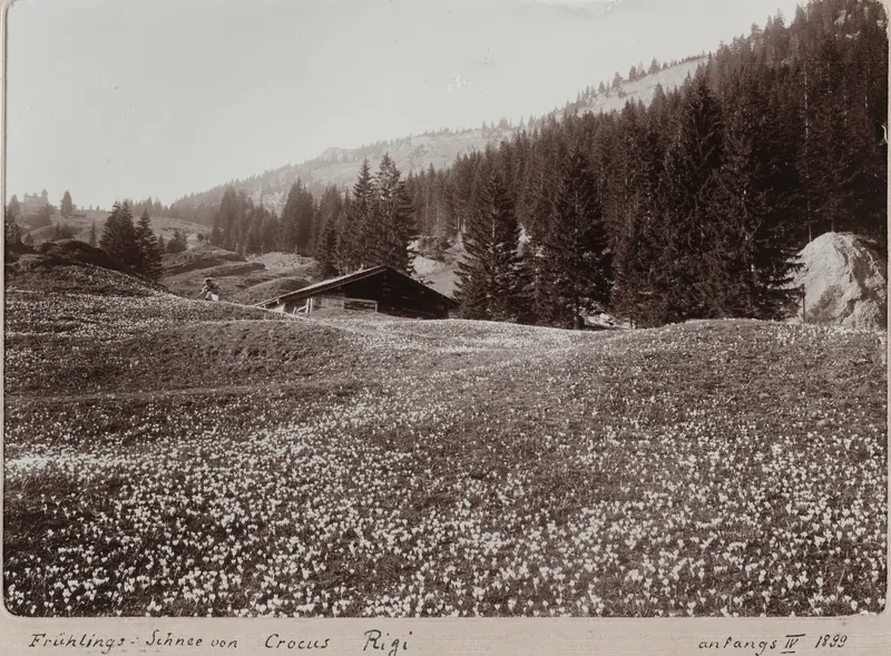 Crocus Rigi spring snow (4/1899)