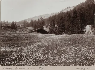 Crocus Rigi spring snow (4/1899)