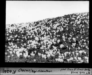 Crocus, Rigi rock enthor (1912)