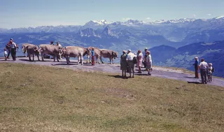 Rigi, Hiking in the Summer (1975)