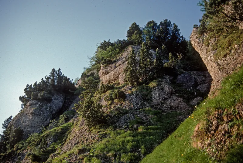 Rigi north flank with rare flora (1986)
