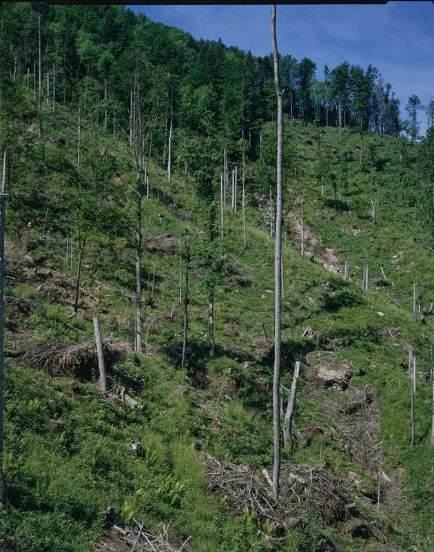 Küssnacht SZ, Rigi-Nordlehne, in the Stöckwald above the Geissflue (01.06.1994)