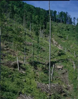 Küssnacht SZ, Rigi-Nordlehne, in the Stöckwald above the Geissflue (01.06.1994)