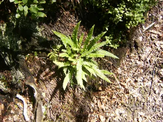 Pteridophyta.3317 (2013-07-31 11:32:55)