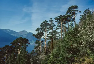 Gersau, forest pines on the southern flank of the Rigi (mild lake climate in winter) (2006)
