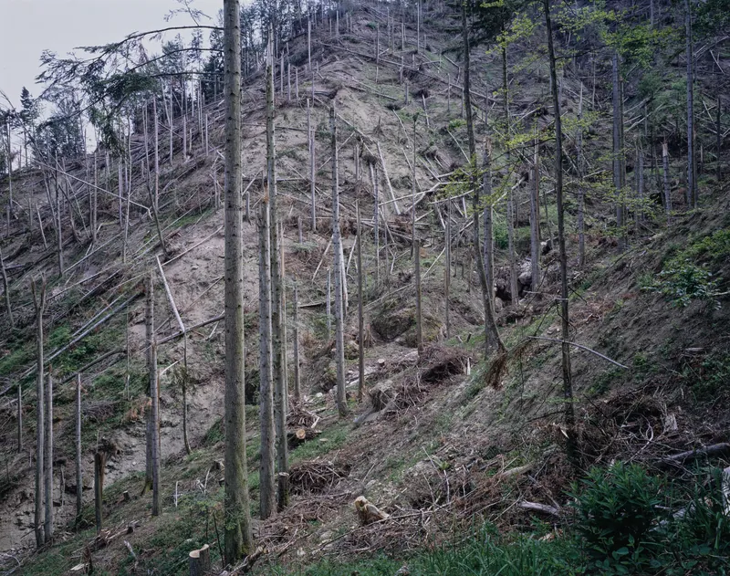 Küssnacht SZ, Rigi-Nordlehne, in Unter Oberimmense forest near Lauibach stream (26.05.1993)