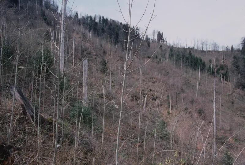 Küssnacht SZ, Rigi-Nordlehne, in the Stöckwald above the Geissflue (04.04.2004)