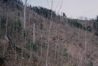 Küssnacht SZ, Rigi-Nordlehne, in the Stöckwald above the Geissflue (04.04.2004)
