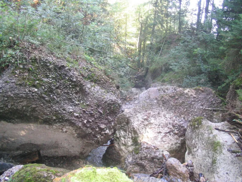 Rigilehne: Bestand, Holznutzung, Vegetation, Rutschungen, Weggenossenschaften (2005 - 2010)
