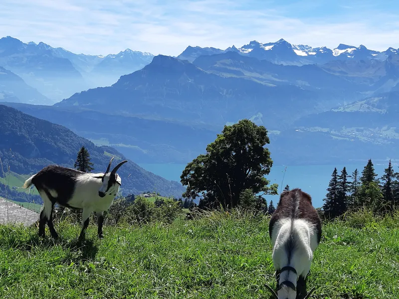 Rigi Scheidegg-02ESD (2023-09-04)
