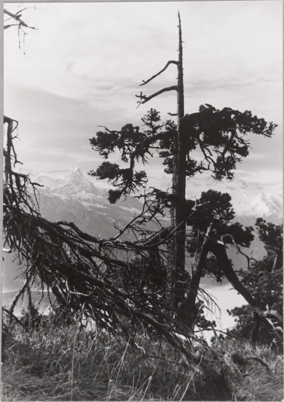 Rigi-Hochfluh (18.10.1952-19.10.1952)