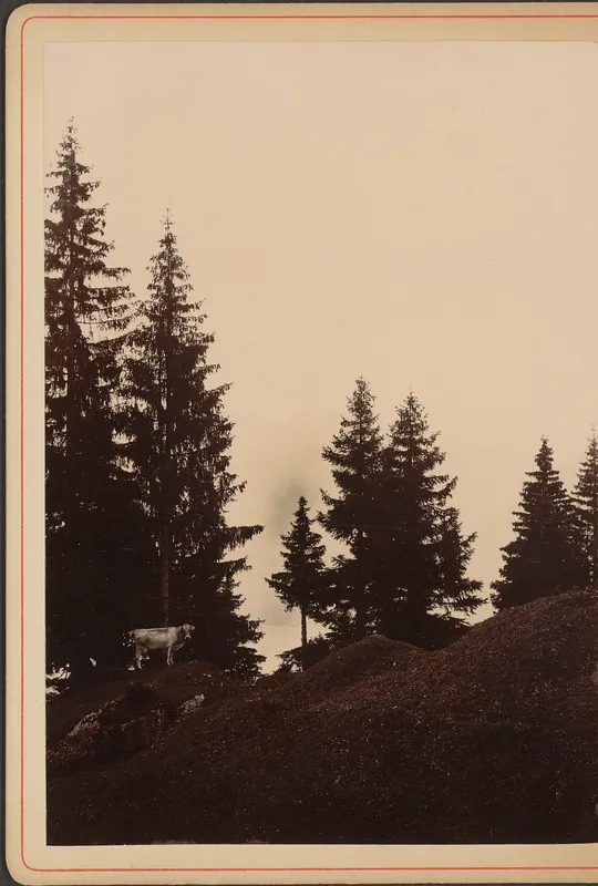Rigi. Tannengruppe mit Kuh (1886)