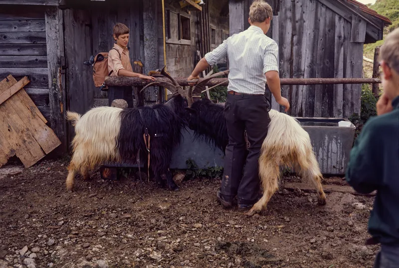 Rigi, Preparations for the Alpine Ascent (1975)