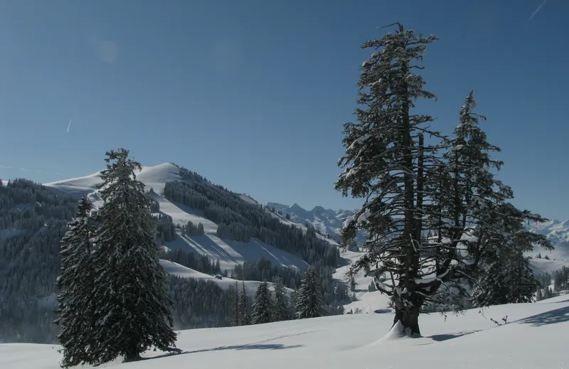Rigi, Breittannen (25.02.2009)